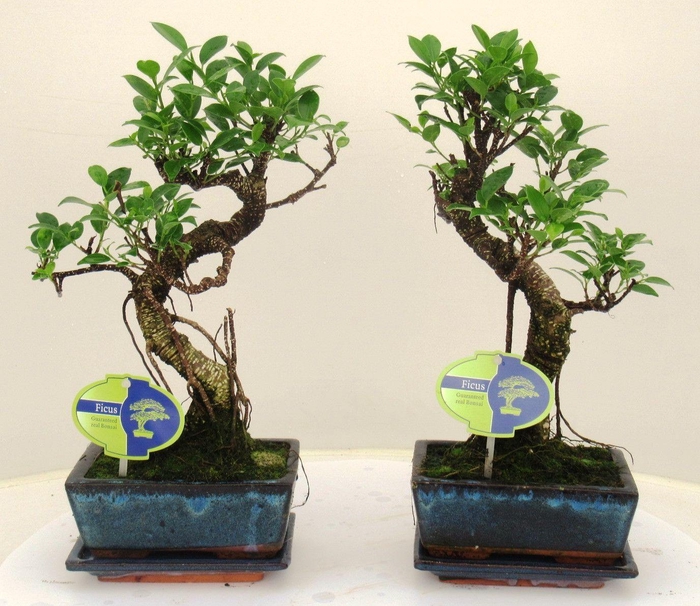 <h4>Ficus retusa, 15cm., shape, with drip tray</h4>