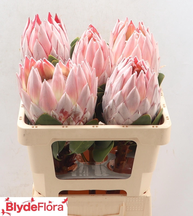 <h4>PROTEA CYNAROIDES</h4>