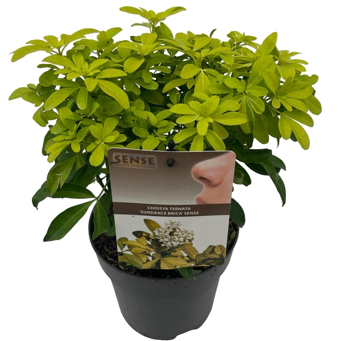 <h4>Choisya tern. 'Brica' sense</h4>