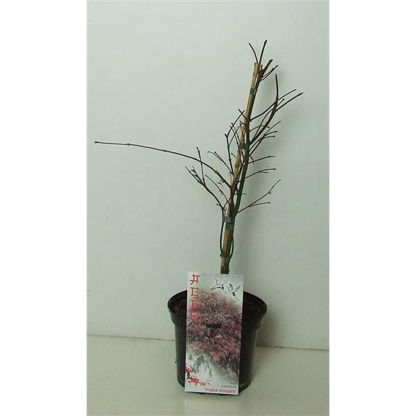 <h4>Acer palmatum 'Inaba-shidare' P19</h4>