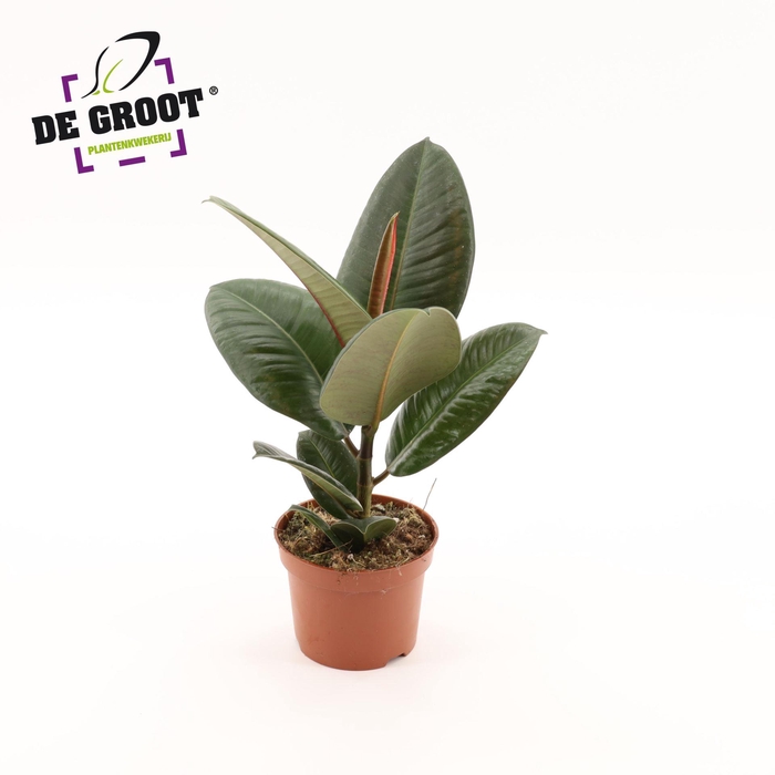 <h4>Ficus Elastica Robusta</h4>