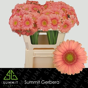 GERBERA MI 'DORA'