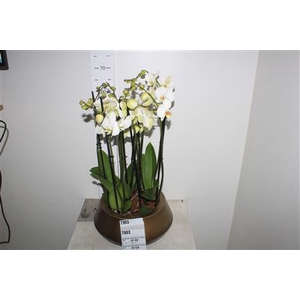 Phalaenopsis Leeds Deluxe 12 Branches 60+