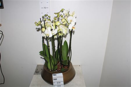 <h4>Phalaenopsis Leeds Deluxe 12 Branches 60+</h4>