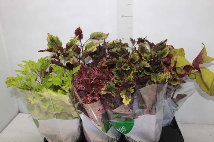 <h4>COLEUS P15</h4>