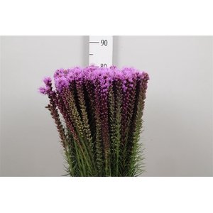 Liatris Spicata