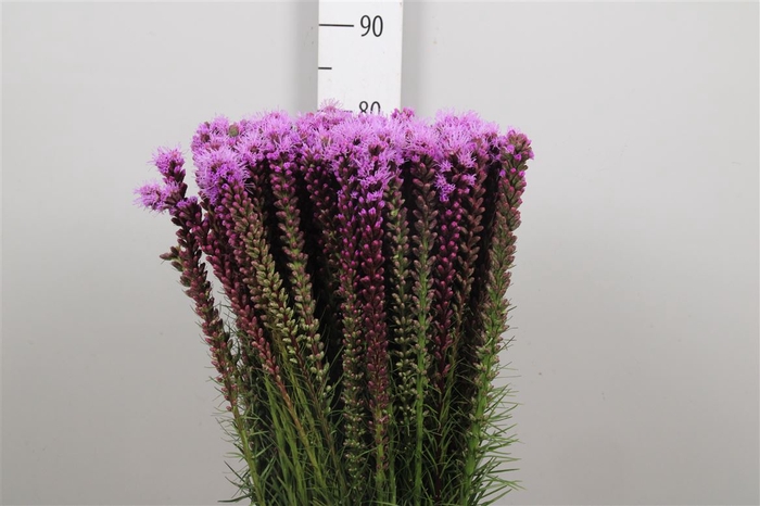 <h4>Liatris Spicata</h4>
