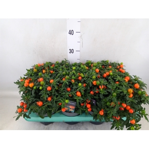Solanum pseudocapsicum