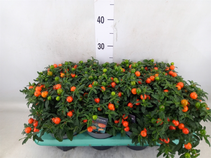 <h4>Solanum pseudocapsicum</h4>
