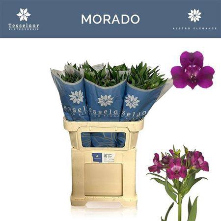 <h4>Alstr Morado</h4>