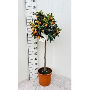Citrus Kumquat Nagami on stem