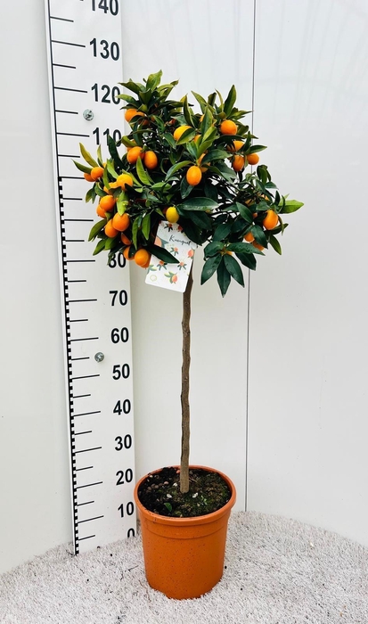 <h4>Citrus Kumquat Nagami on stem</h4>