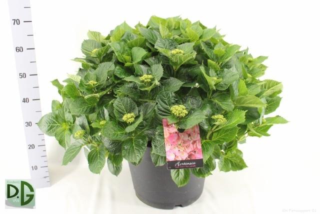 <h4>HYDR M EARLY ROSA</h4>