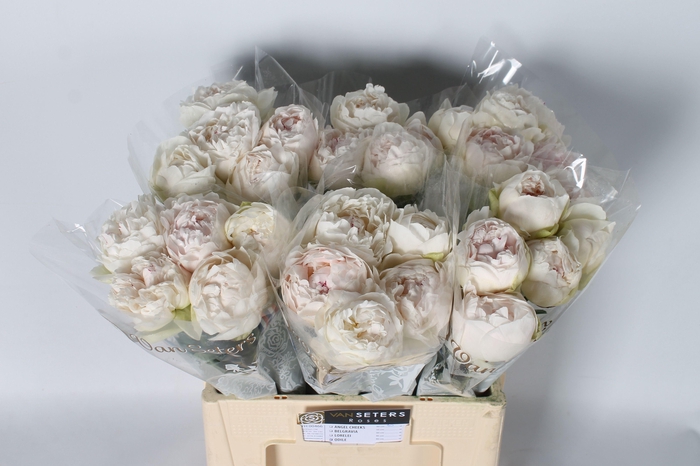 <h4>Paeonia Odile 60 cm</h4>