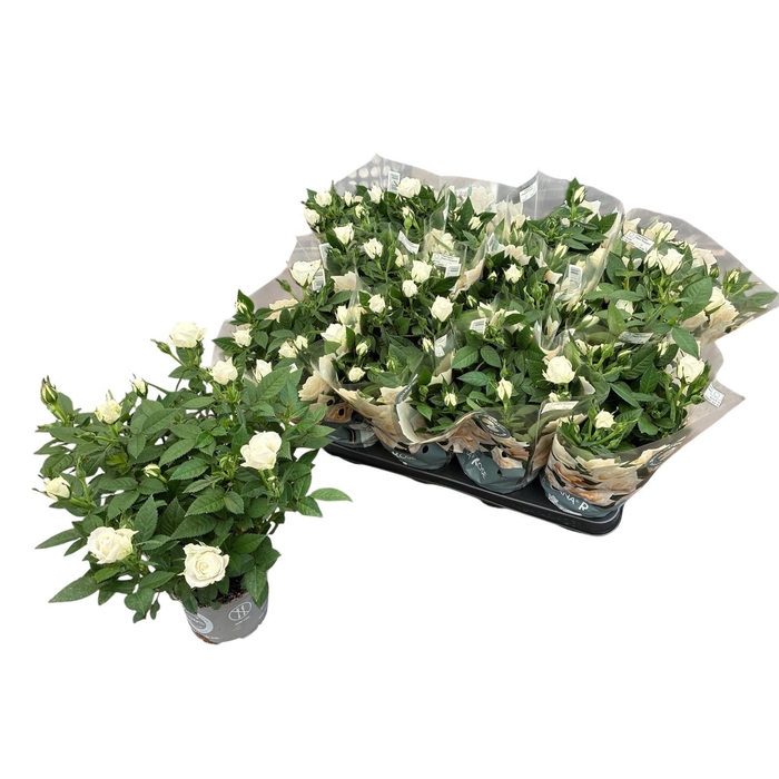 <h4>RO ABSOLUT KORDANA</h4>