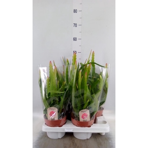 Epiphyllum   ...