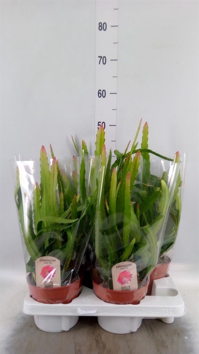 <h4>Epiphyllum   ...</h4>