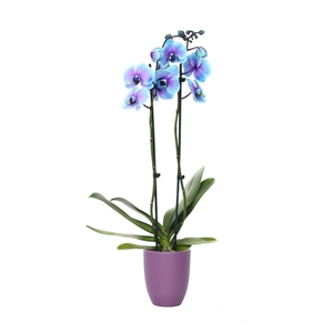 Hugo Purple Matte Phal I Am Blue Lagoon 2T14+