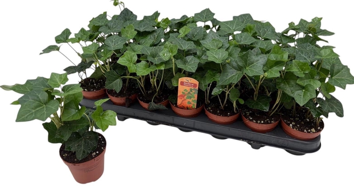 <h4>HEDE HIBERNICA</h4>