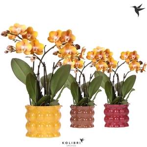 Kolibri Orchids Phalaenopsis Jewel Las Vegas 4 spike in Cotton pot yellow mix