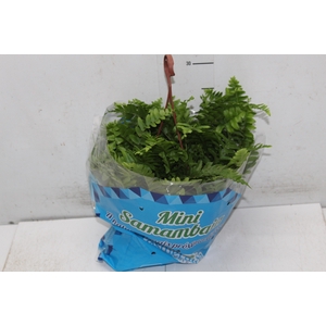 SAMAMBAIA DALLAS MINI C18