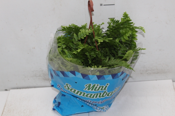 SAMAMBAIA DALLAS MINI C18