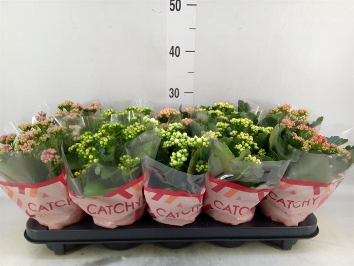 <h4>Kalanchoe blos.   ..rosebud mix  5</h4>