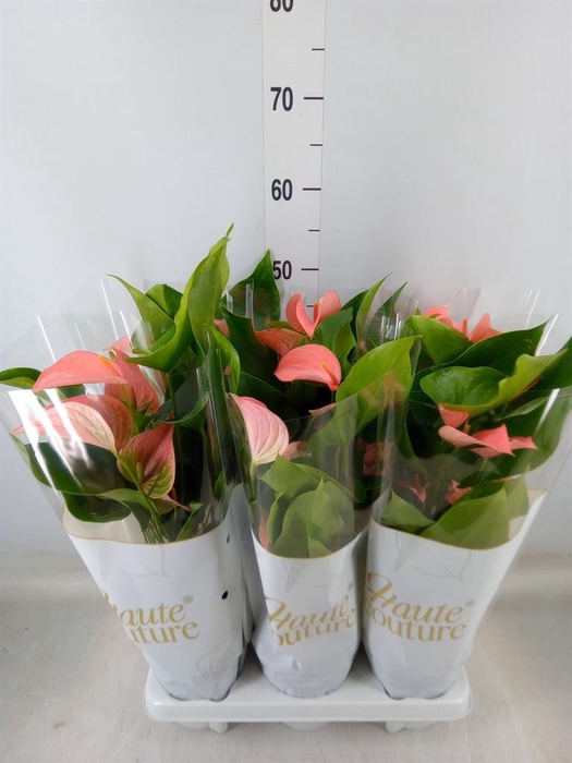 <h4>Anthurium andr. 'FC Festivo Lux'</h4>