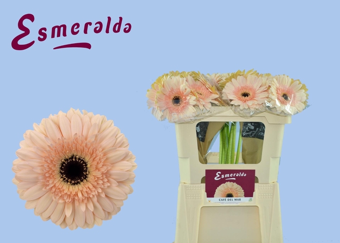 <h4>GE GR CAFE DEL MAR</h4>