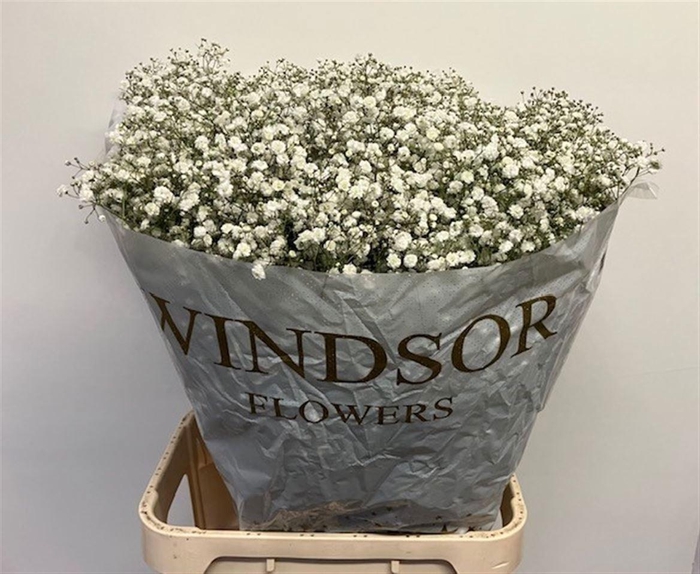 <h4>Gyps Pa Xlence</h4>