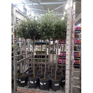 Olea europaea