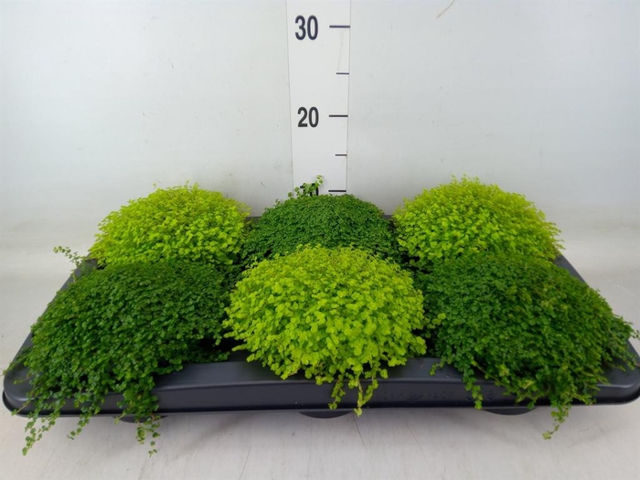 <h4>Soleirolia soleirolii   ...mix 2</h4>