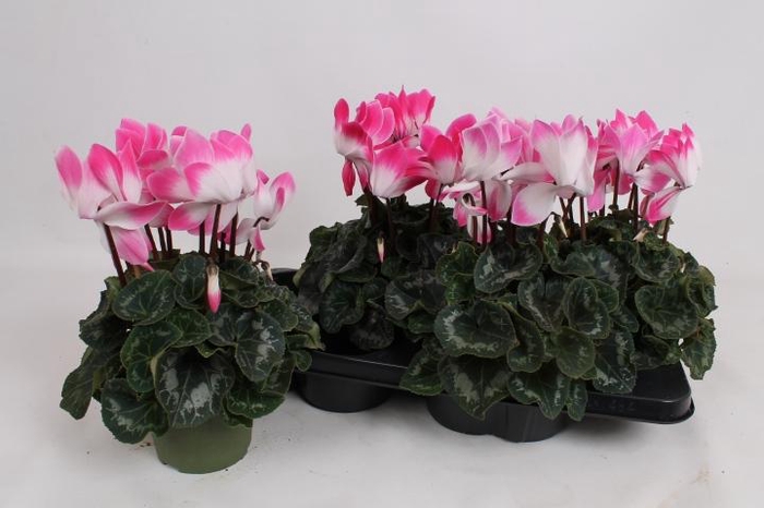 <h4>CYCL GR SUP FUSION</h4>