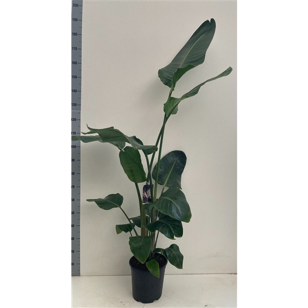 <h4>Strelitzia Nicolai 3 planten per 27cm pot</h4>