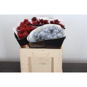 Eryn Wx 50cm Mix Rood Wit Bordeaux