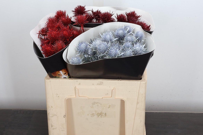 <h4>Eryn Wx 50cm Mix Rood Wit Bordeaux</h4>