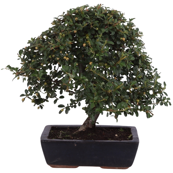 <h4>Bonsai Outdoor Luxe Ø25cm Ceramic Traditional Cotoneaster</h4>