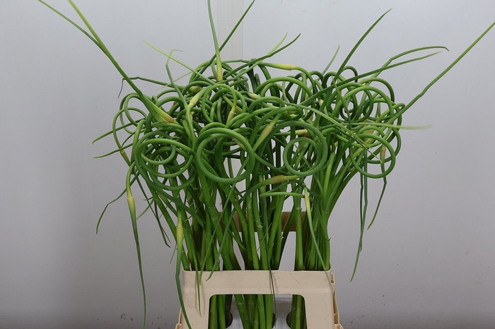 <h4>Allium Sat Ophioscor</h4>