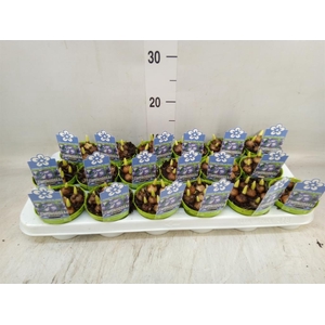 Chionodoxa forbesii 'Blue Giant'