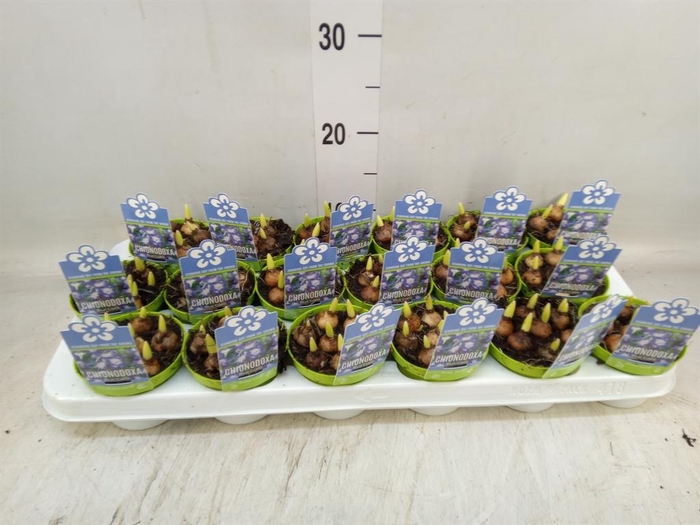 <h4>Chionodoxa forbesii 'Blue Giant'</h4>