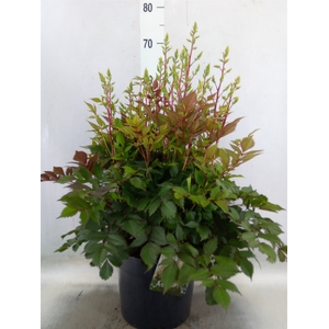 Astilbe arendsii 'Diamant'
