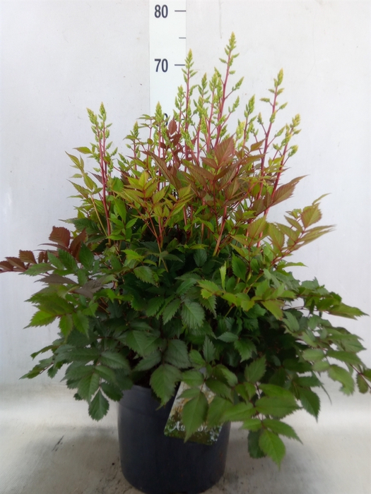<h4>Astilbe arendsii 'Diamant'</h4>
