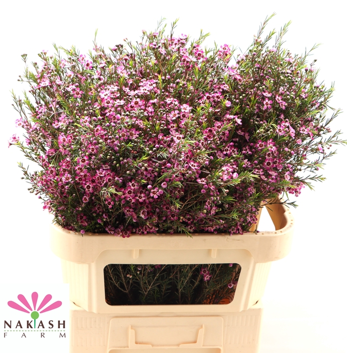 <h4>Cham Un Purple Prid</h4>