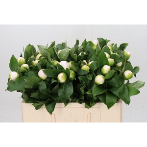 Paeonia L White Elegance