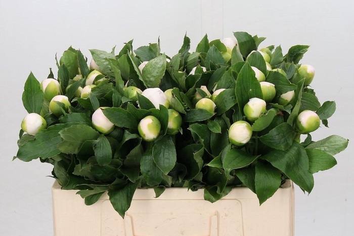 <h4>Paeonia L White Elegance</h4>