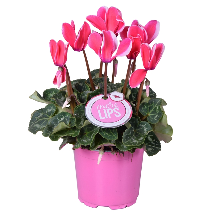 <h4>MoreLIPS® Cyclamen Fuji pink</h4>