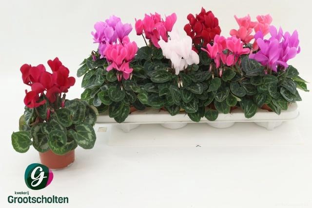 <h4>CYCL MD SUP MACRO</h4>