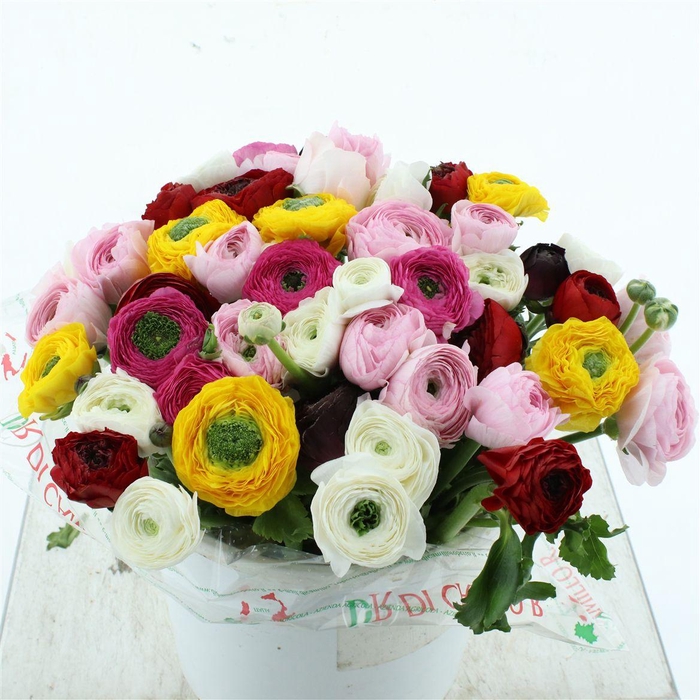 <h4>Ran Su Sr Mix Corti</h4>