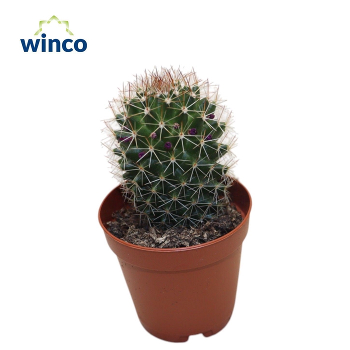 <h4>Mammillaria Spinosisima Rubra</h4>