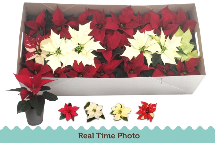 <h4>EUPHOR P GEM</h4>